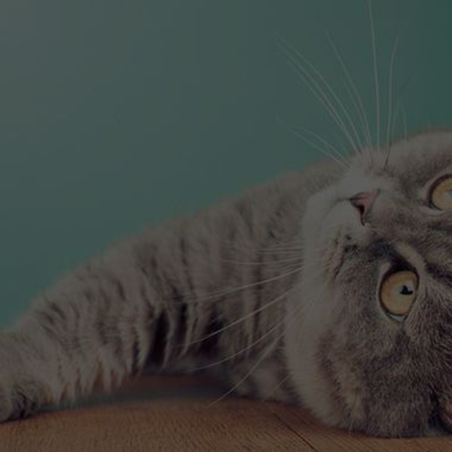 Kattmat till grymma priser